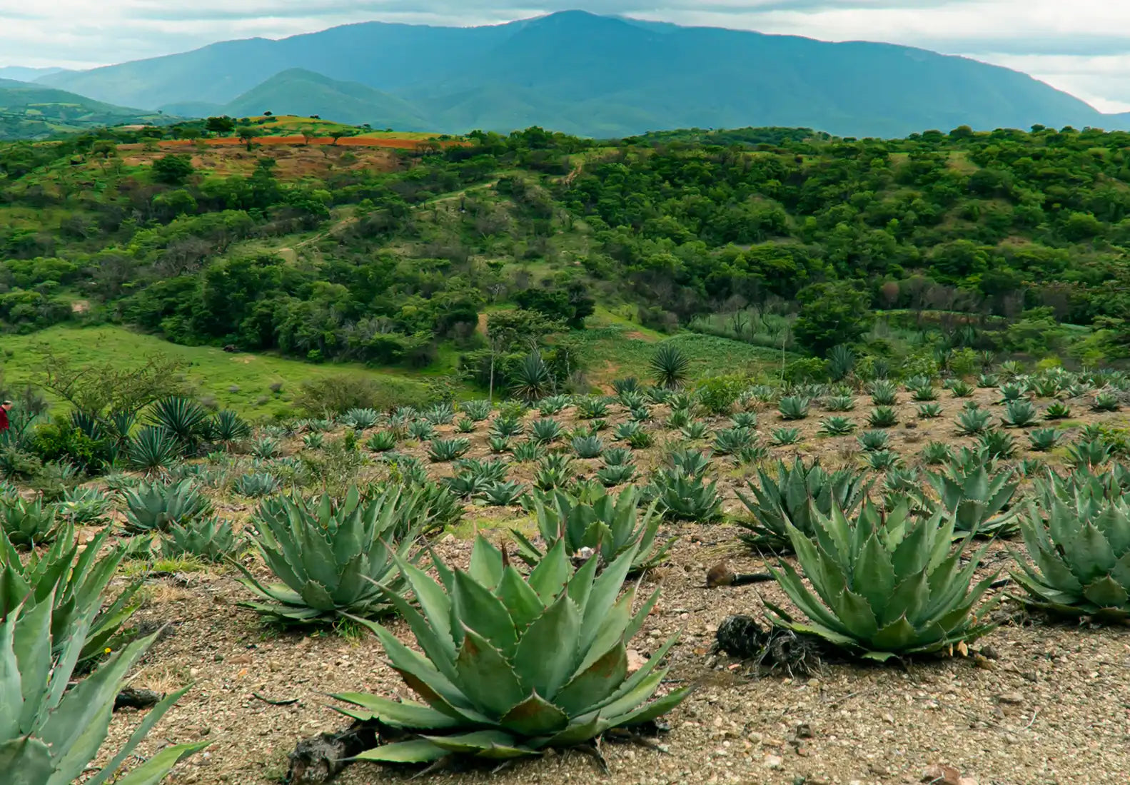 Mezcal Valiente Bravo